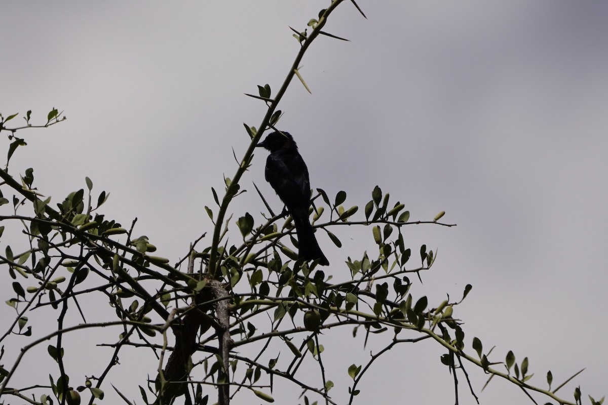 Fork-tailed Drongo - ML617030235