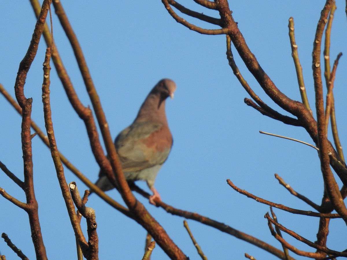 Red-billed Pigeon - ML617030245