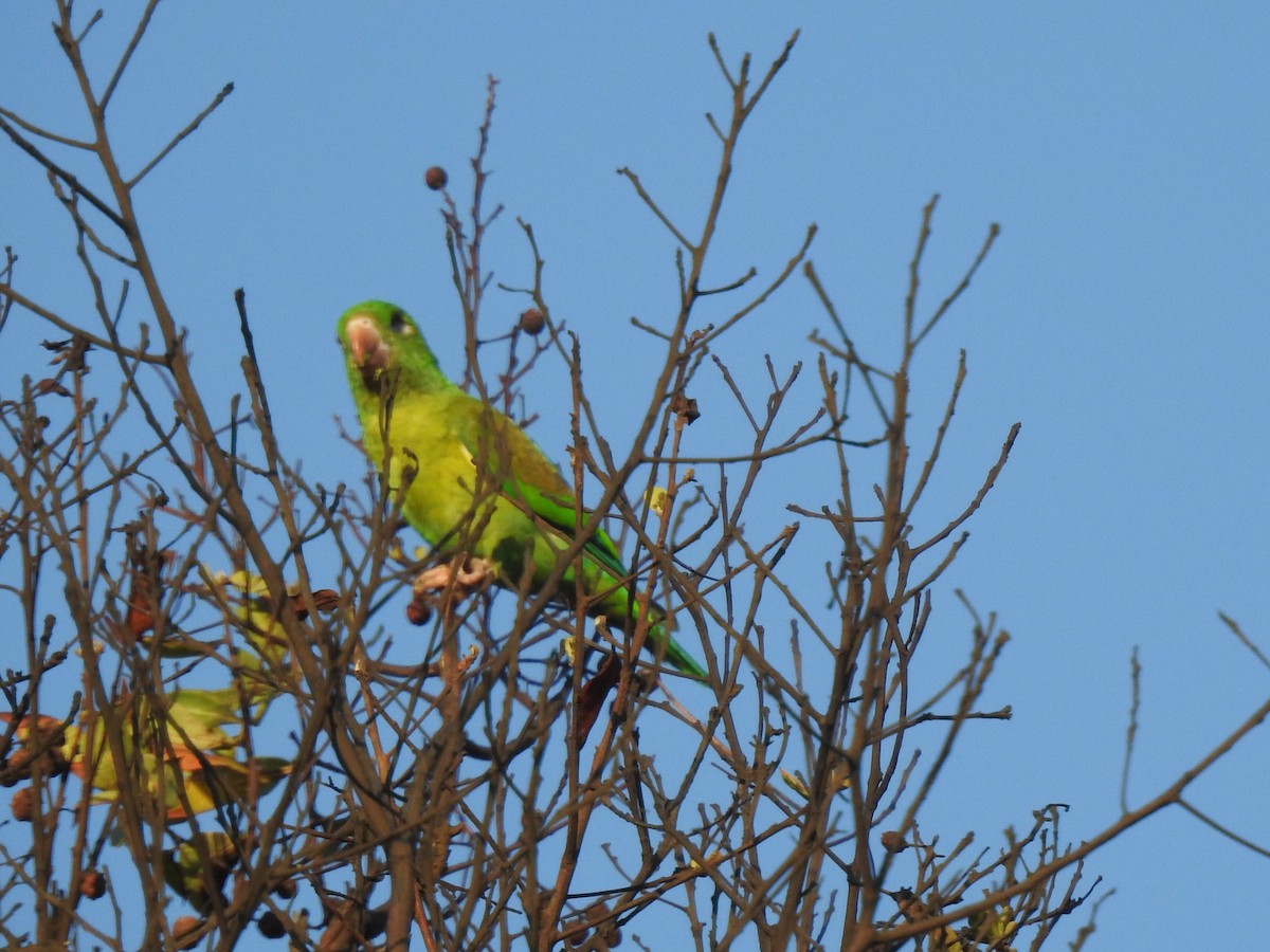 Orange-chinned Parakeet - Louis Imbeau