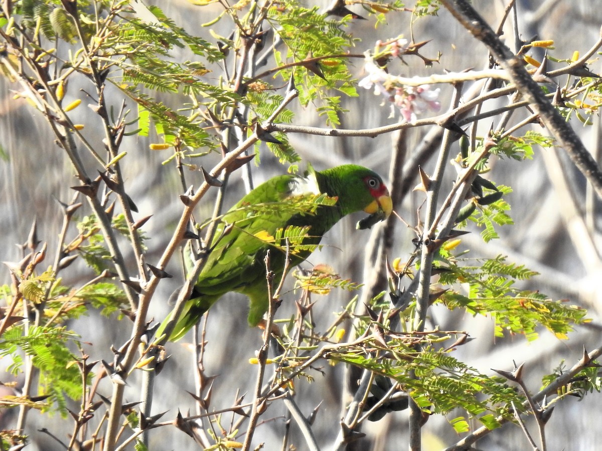 White-fronted Parrot - ML617030267