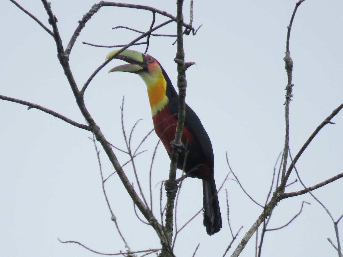Red-breasted Toucan - ML617030375