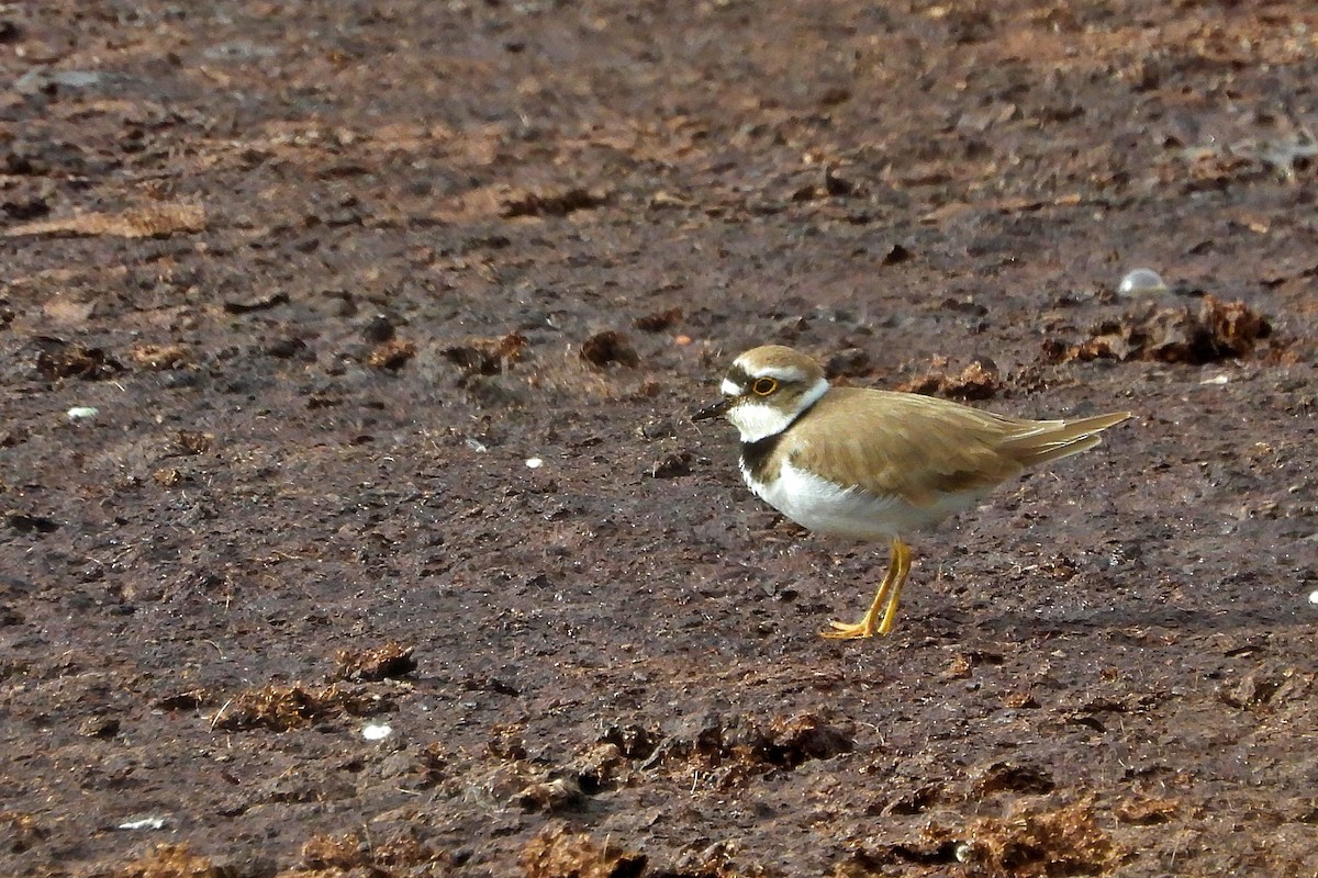 Little Ringed Plover - Mario Alonso