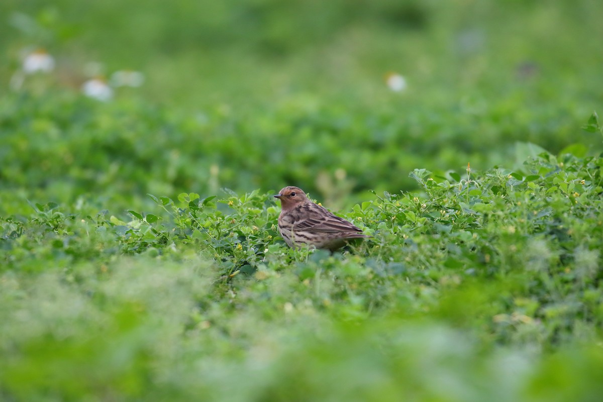 Red-throated Pipit - ML617030468