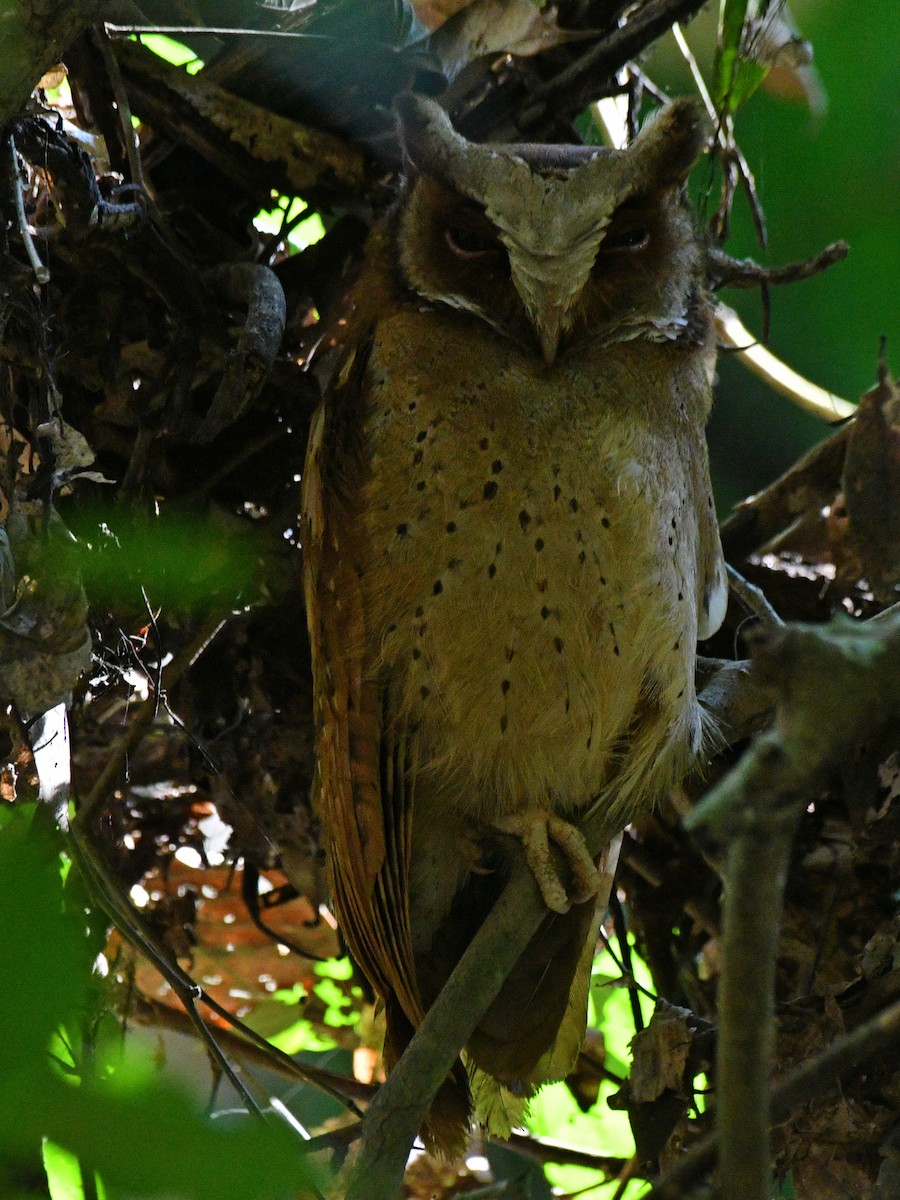 White-fronted Scops-Owl - ML617030533