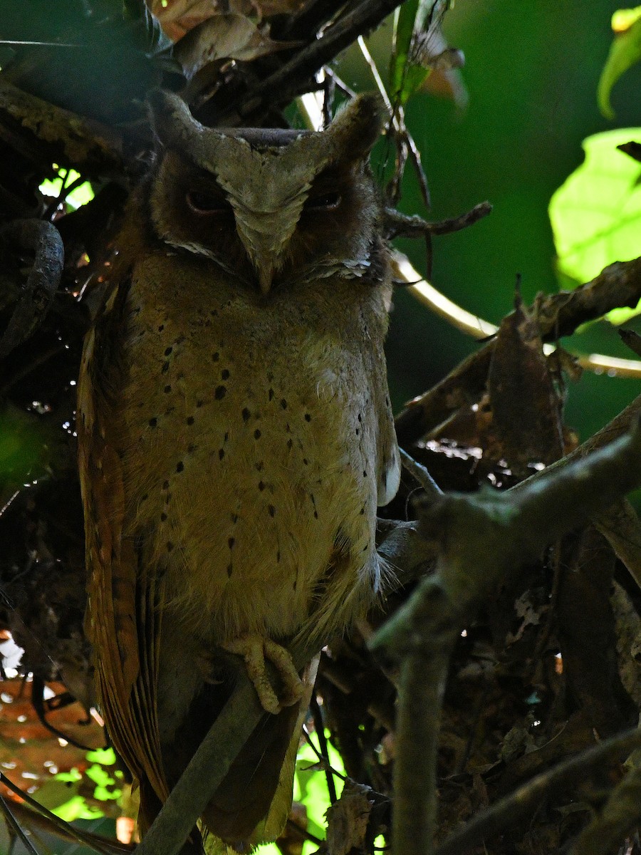 White-fronted Scops-Owl - ML617030534