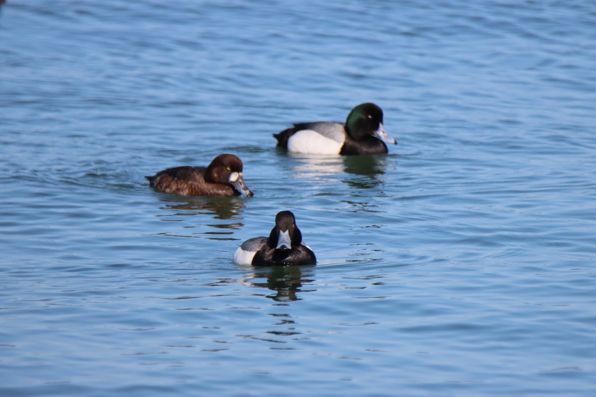 Greater Scaup - ML617030544
