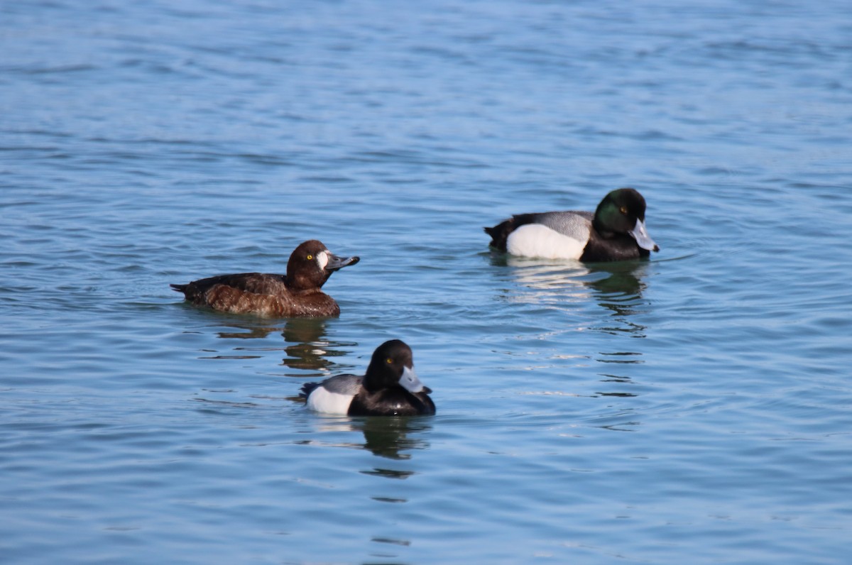 Greater Scaup - ML617030545