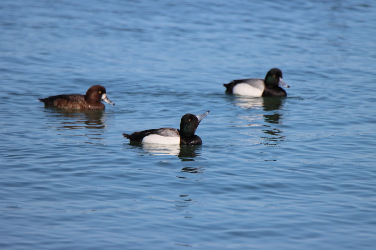 Greater Scaup - ML617030546