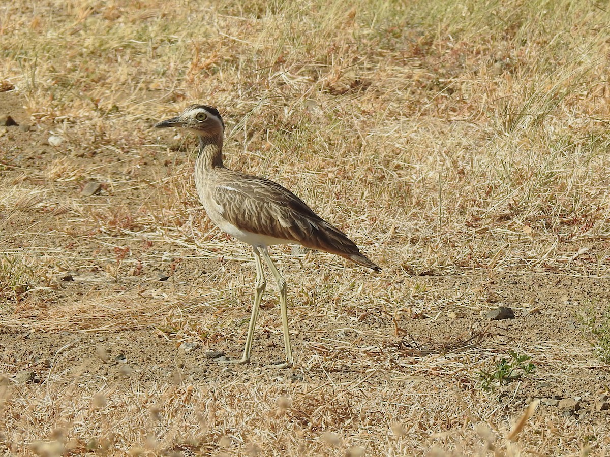 Double-striped Thick-knee - ML617030556