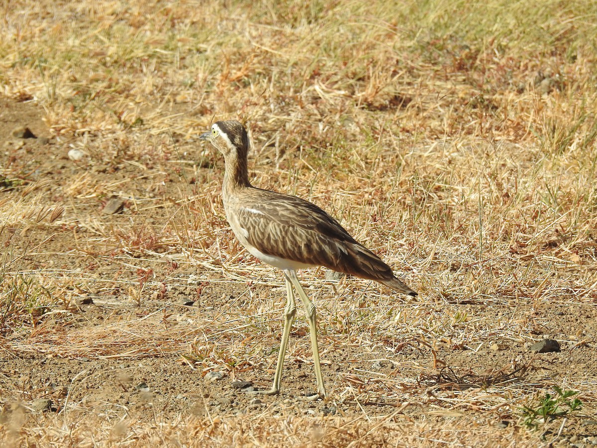 Double-striped Thick-knee - ML617030559