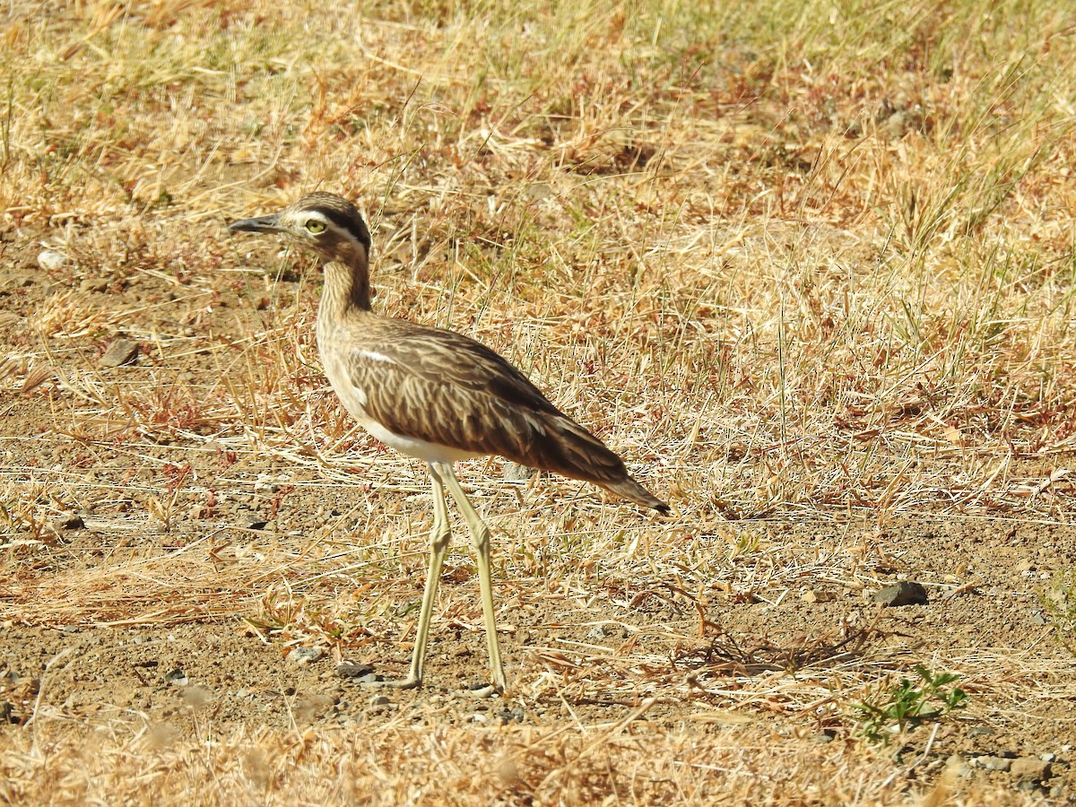 Double-striped Thick-knee - ML617030561