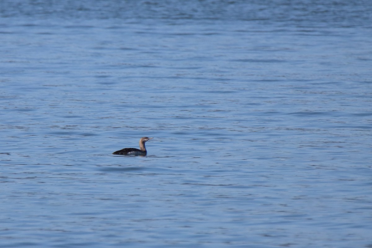 Red-throated Loon - ML617030580