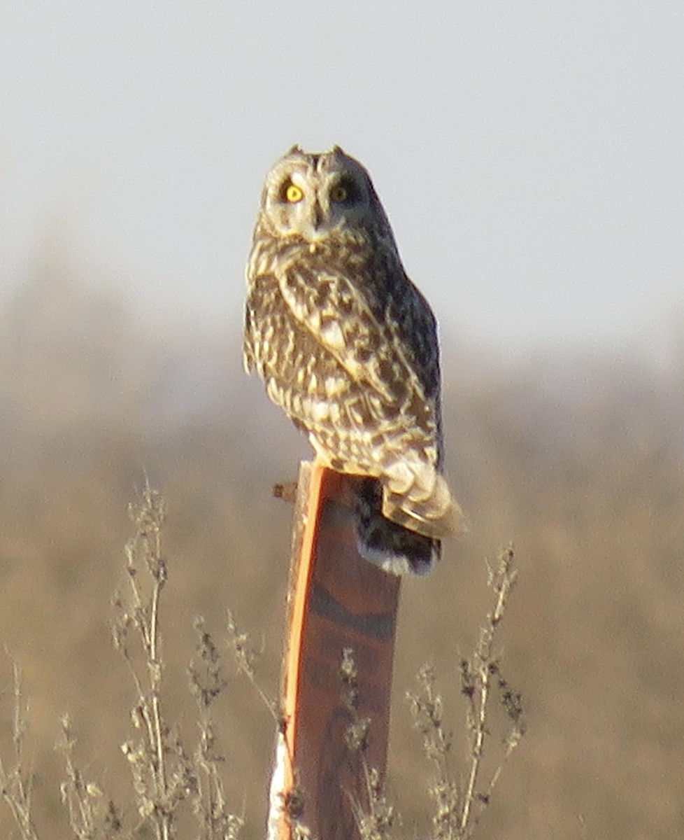 Short-eared Owl - ML617030634