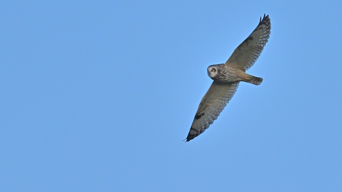 Short-eared Owl (Northern) - ML617030636