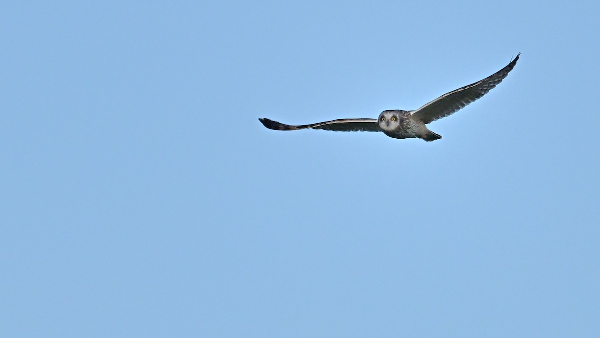 Short-eared Owl (Northern) - ML617030637