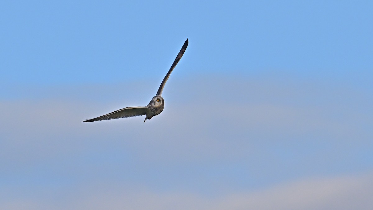 Short-eared Owl (Northern) - ML617030638