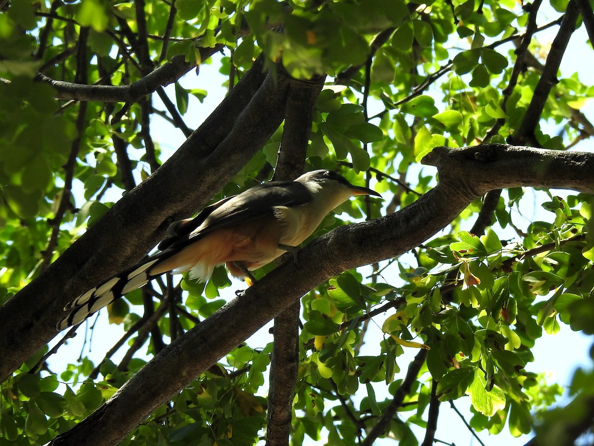 Mangrove Cuckoo - ML617030661
