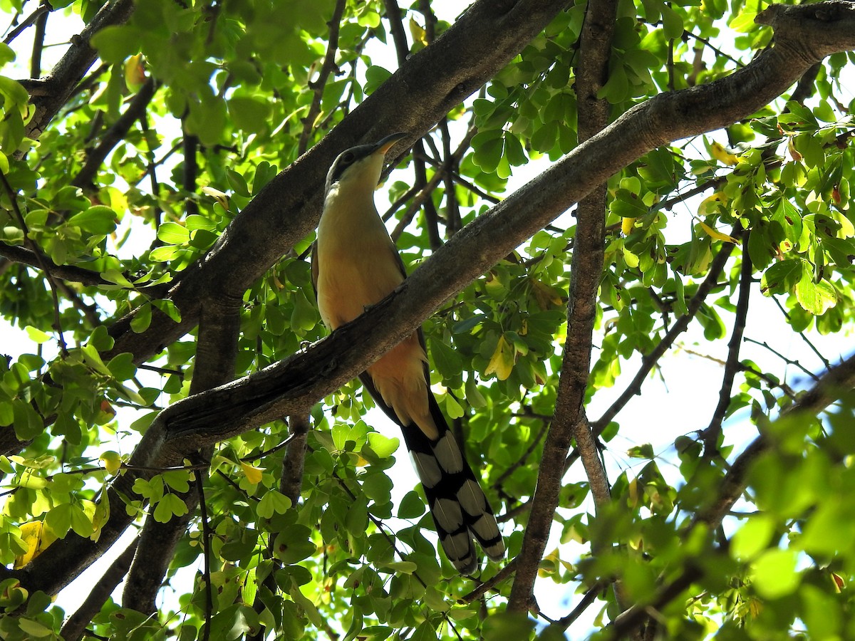 Mangrove Cuckoo - ML617030662