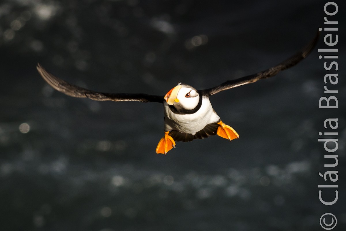 Horned Puffin - ML61703071