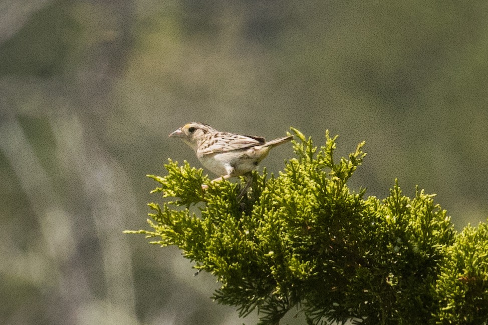 Grasshopper Sparrow - ML617030724