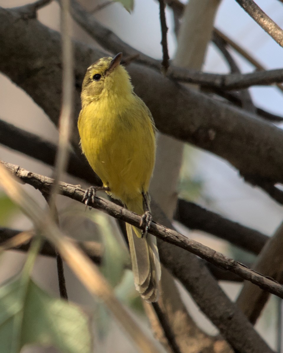 African Yellow-Warbler - Cameron Blair