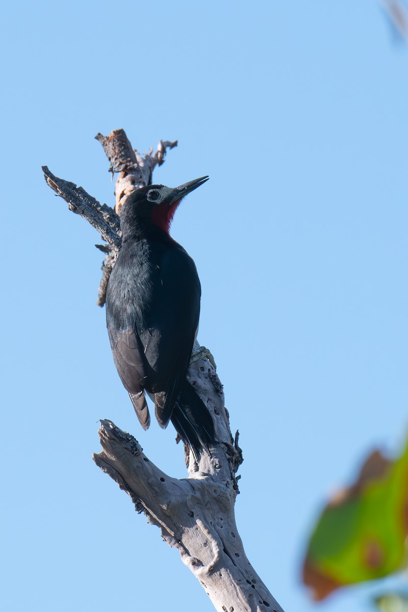 Puerto Rican Woodpecker - Warren Whaley