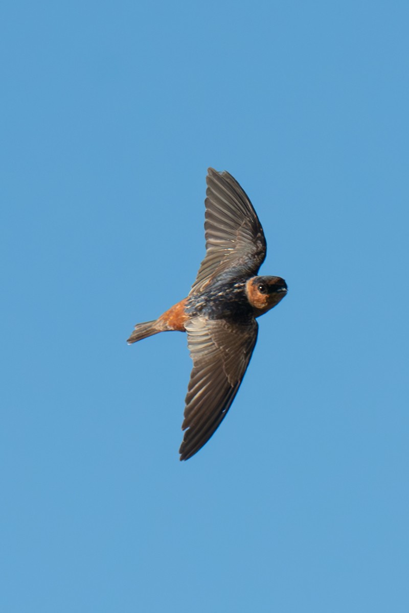 Cave Swallow - ML617030847