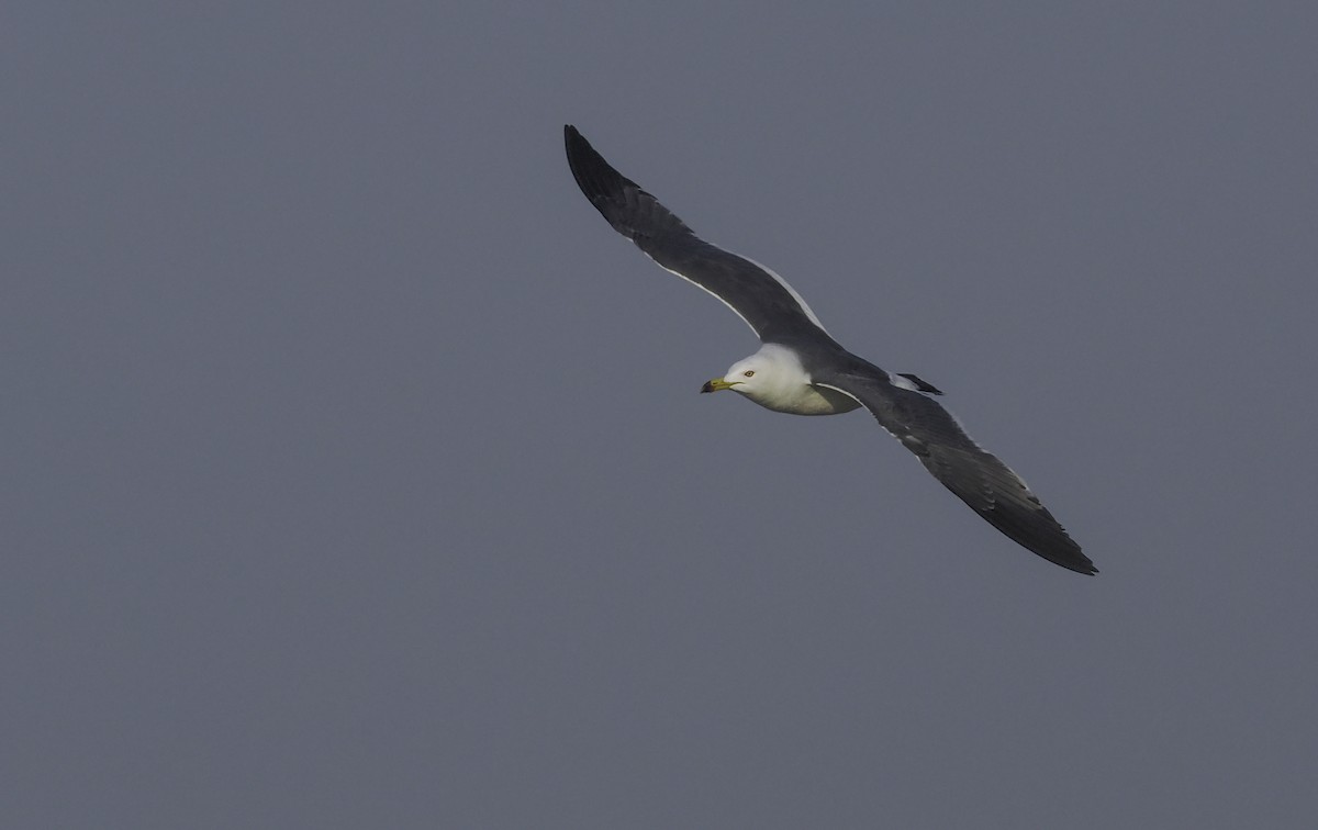 Black-tailed Gull - ML617030849