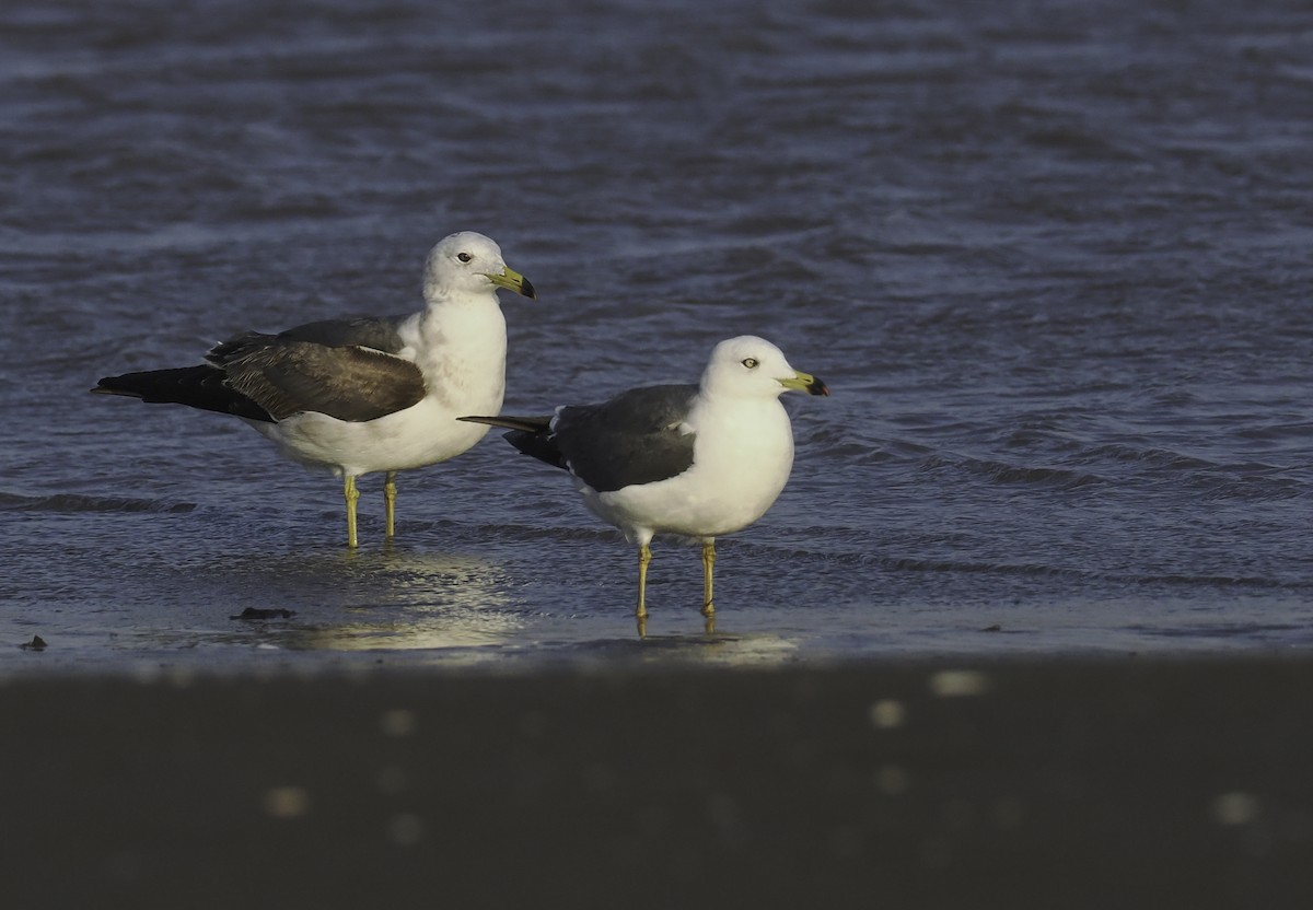 Black-tailed Gull - ML617030853