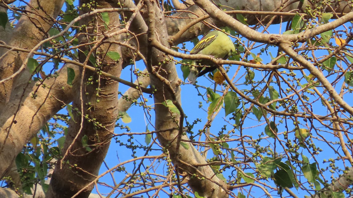 Андаманский зеленый голубь - ML617030885