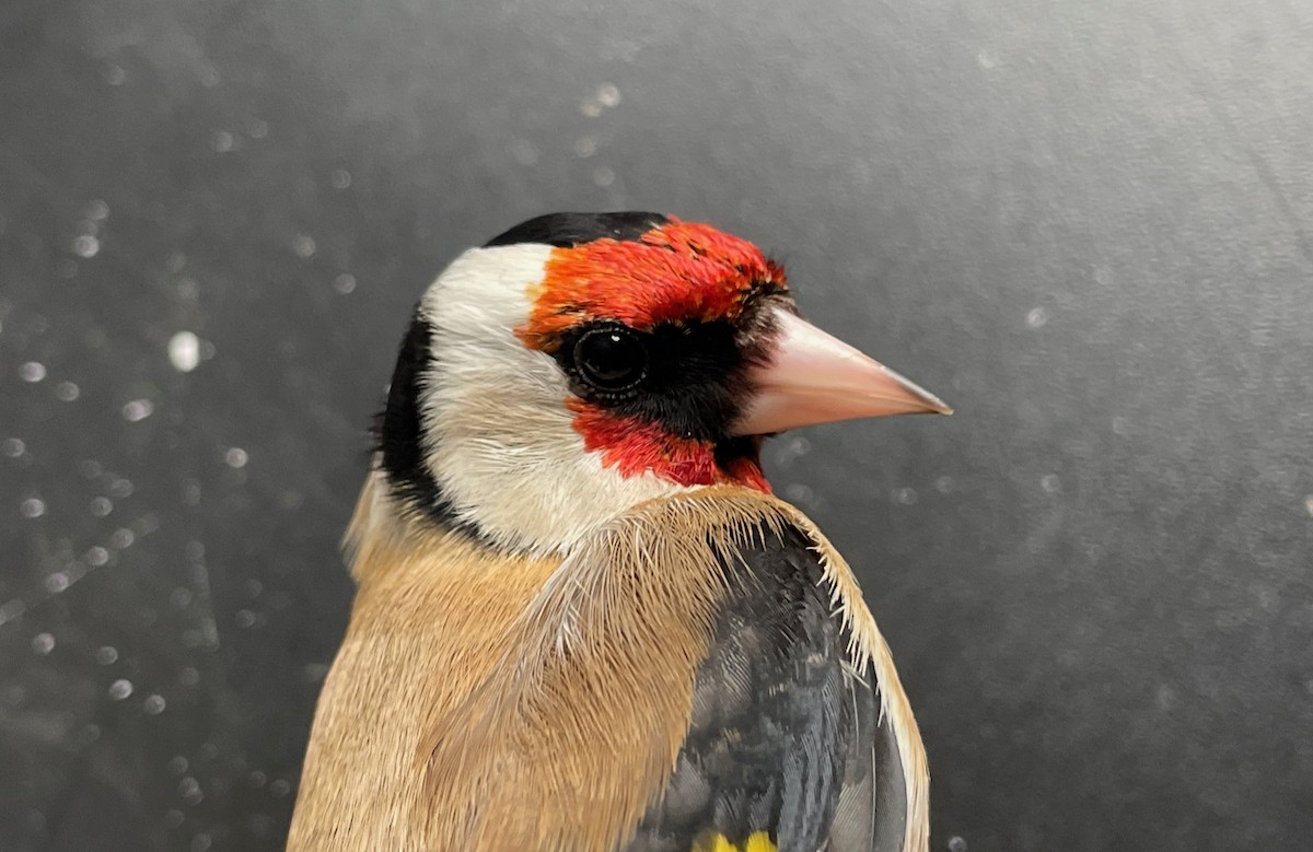 European Goldfinch (European) - ML617030896
