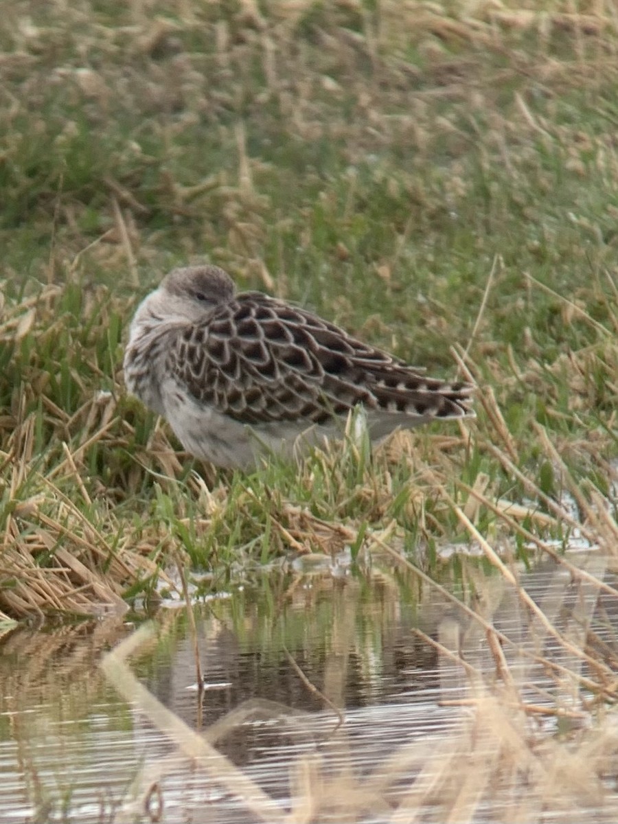 EBird Checklist 7 Apr 2024 Daniel Webster Wildlife Sanctuary 23 Species