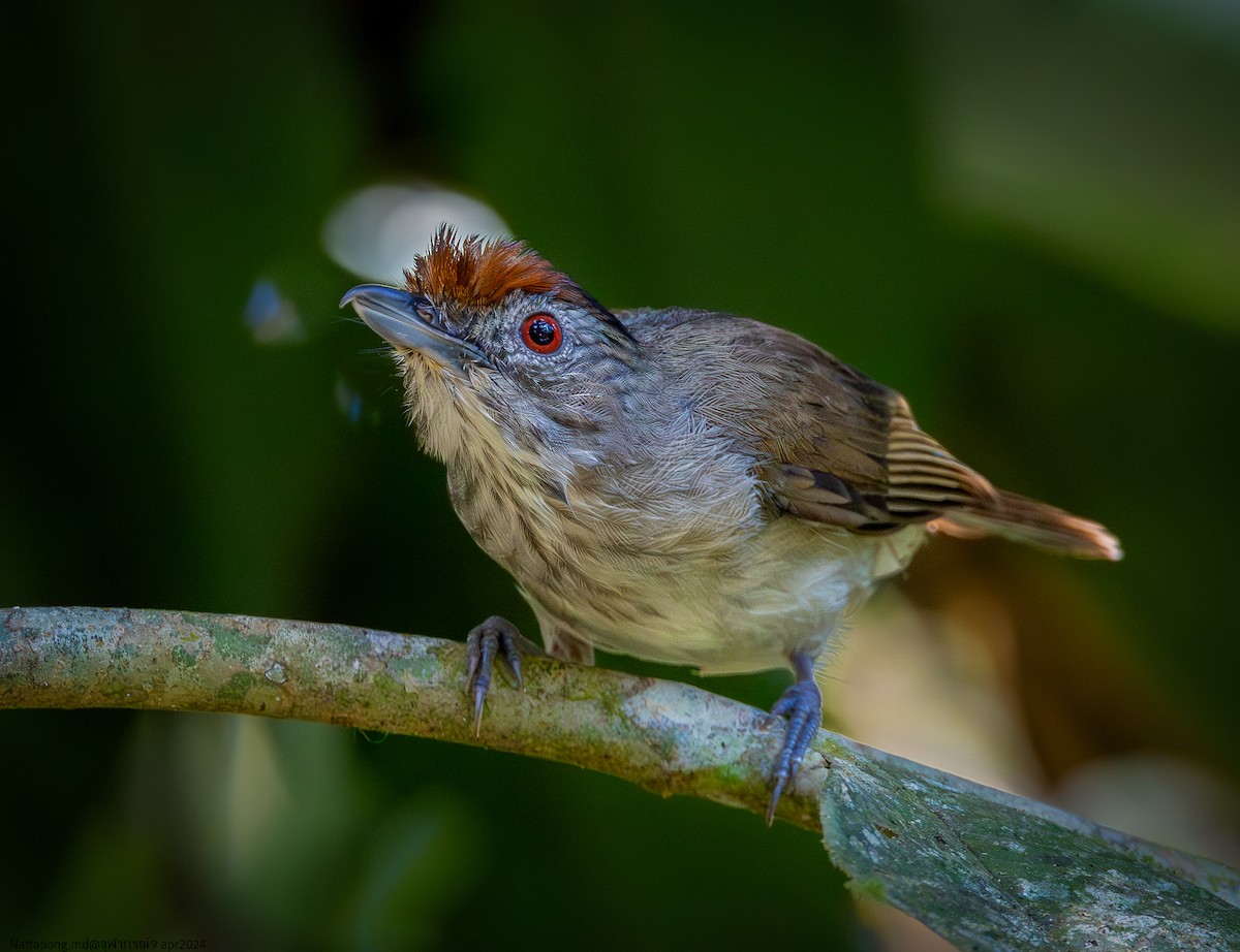 Rufous-crowned Babbler - Nattapong Banhomglin