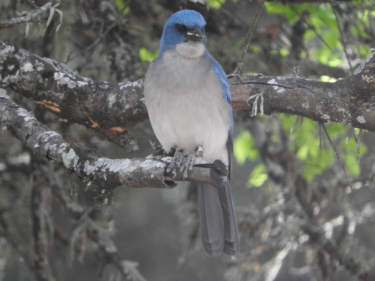 Mexican Jay - ML617030949