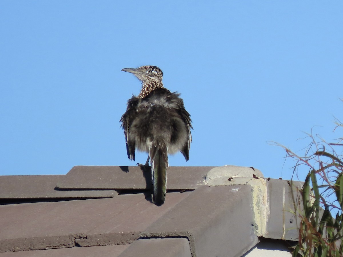 eBird Checklist 6 Apr 2024 Mirage Crossing Condominiums, Scottsdale