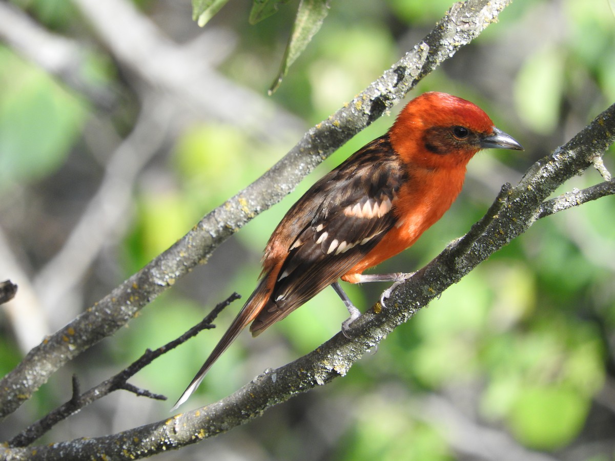 Flame-colored Tanager - ML617030978