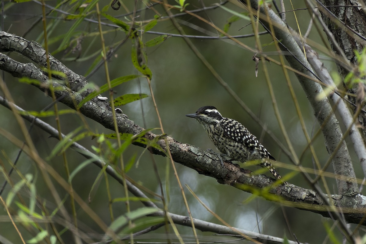 Checkered Woodpecker - ML617031016