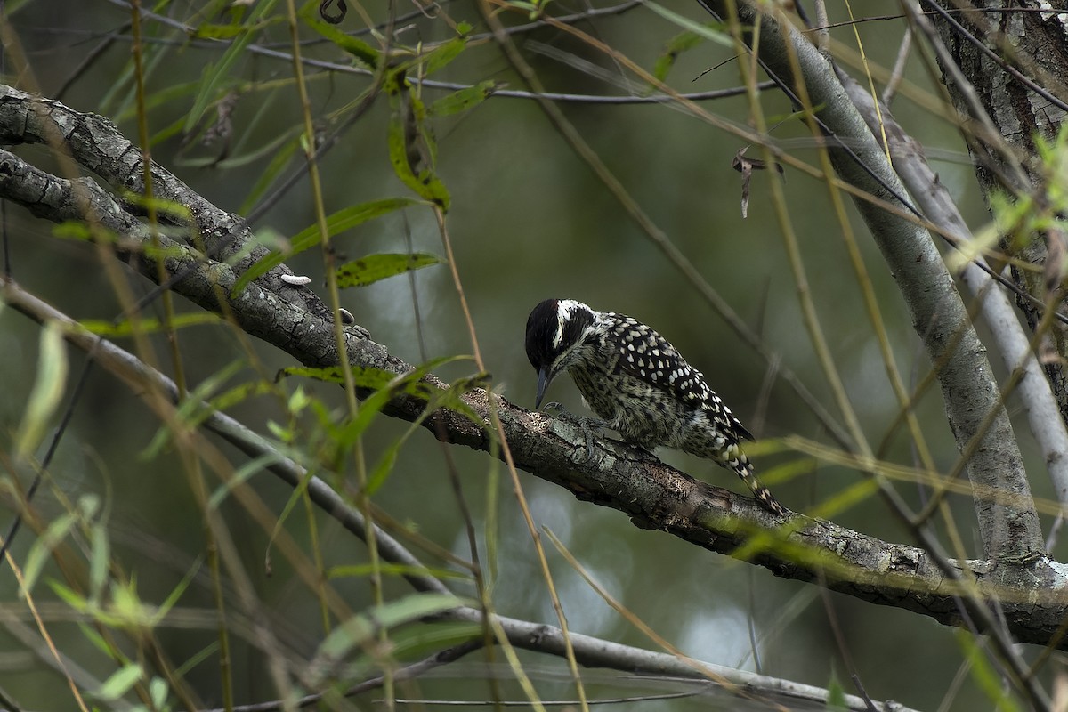 Checkered Woodpecker - ML617031017