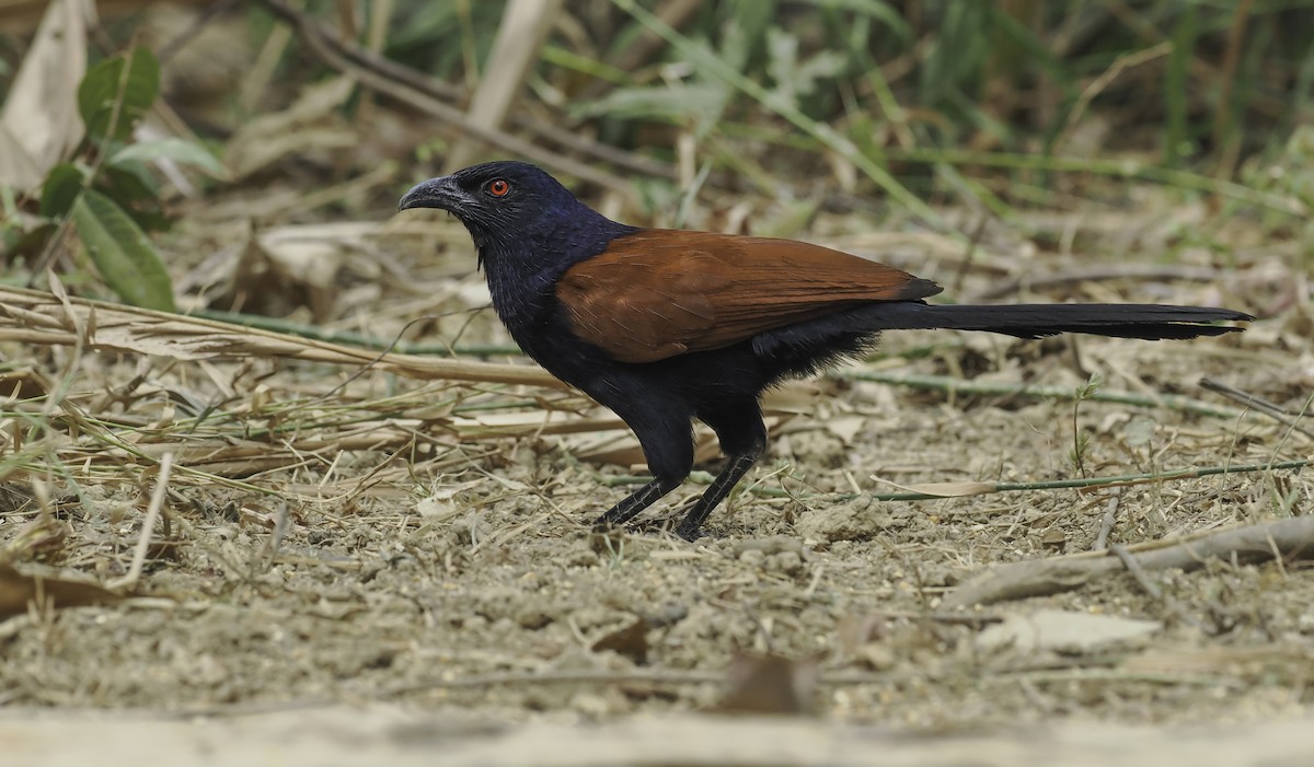 Greater Coucal - ML617031077