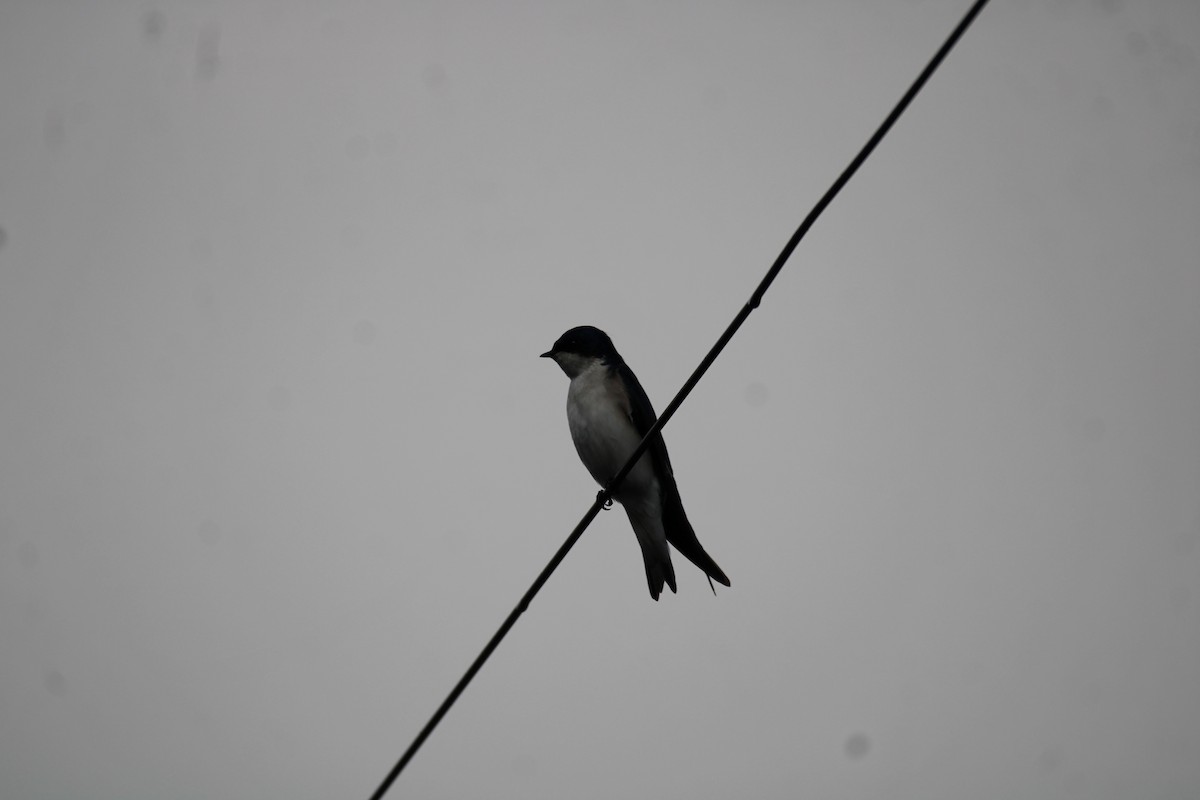 Chilean Swallow - Armando Aranela