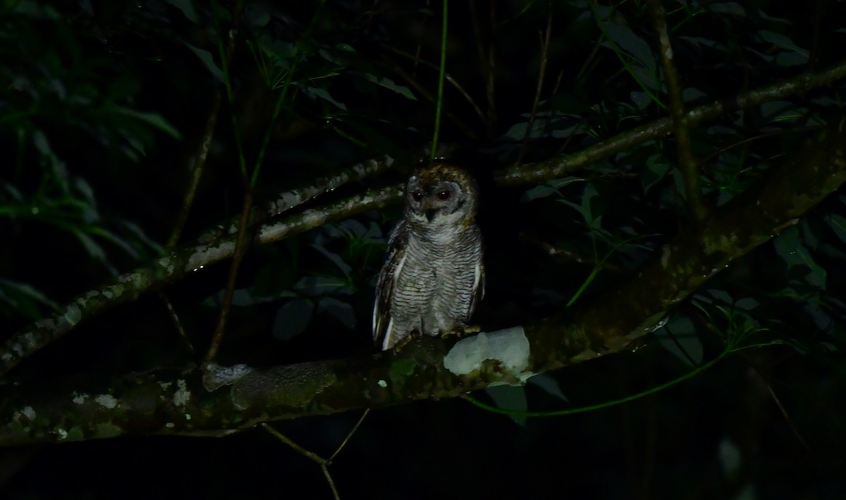 Mottled Wood-Owl - Anirban  Bhaduri