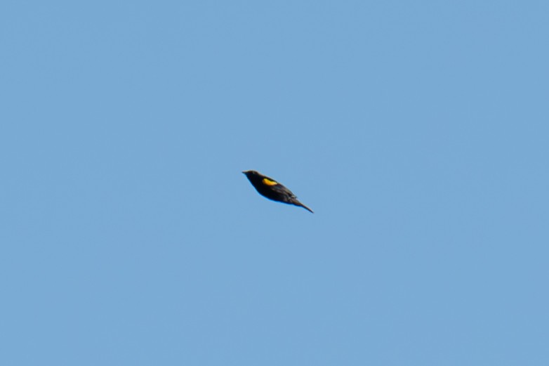 Yellow-shouldered Blackbird - Warren Whaley
