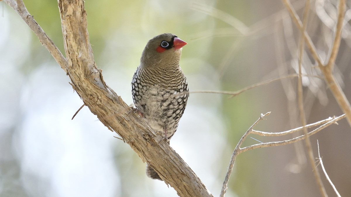 Red-eared Firetail - Elaine Rose