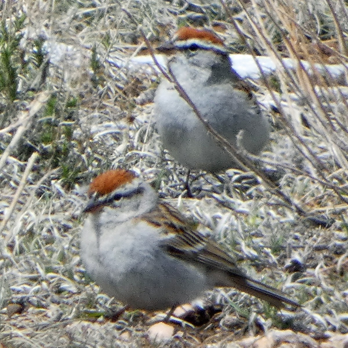 Chipping Sparrow - ML617031316