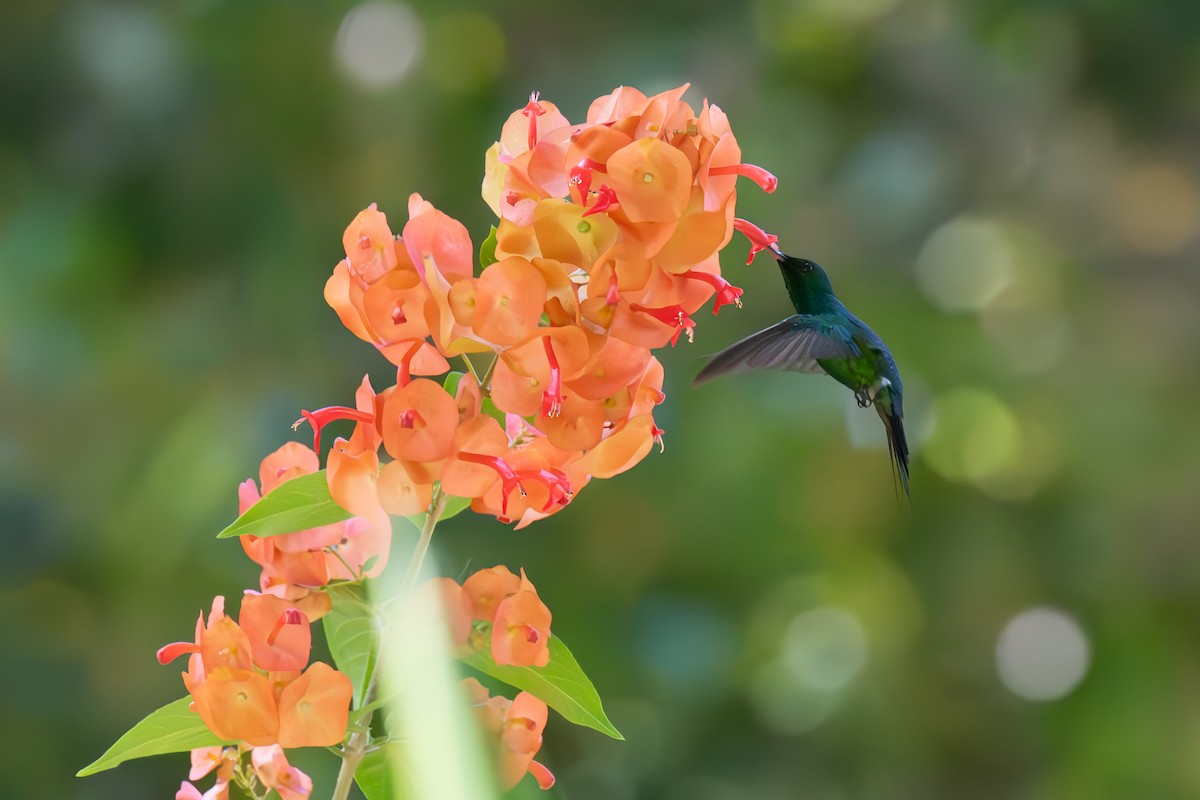 kolibřík portorický - ML617031352