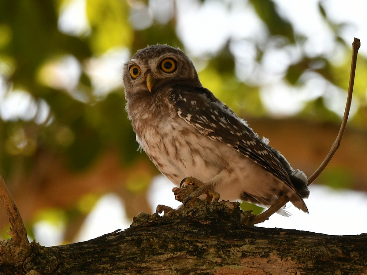 Spotted Owlet - ML617031372
