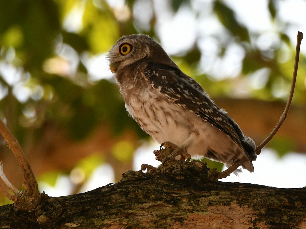 Spotted Owlet - ML617031373