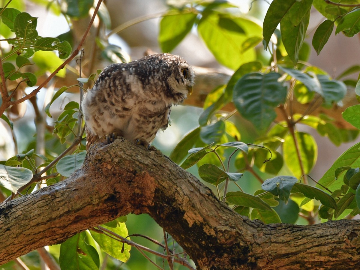Spotted Owlet - ML617031374
