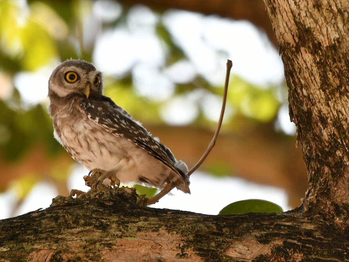 Spotted Owlet - ML617031375