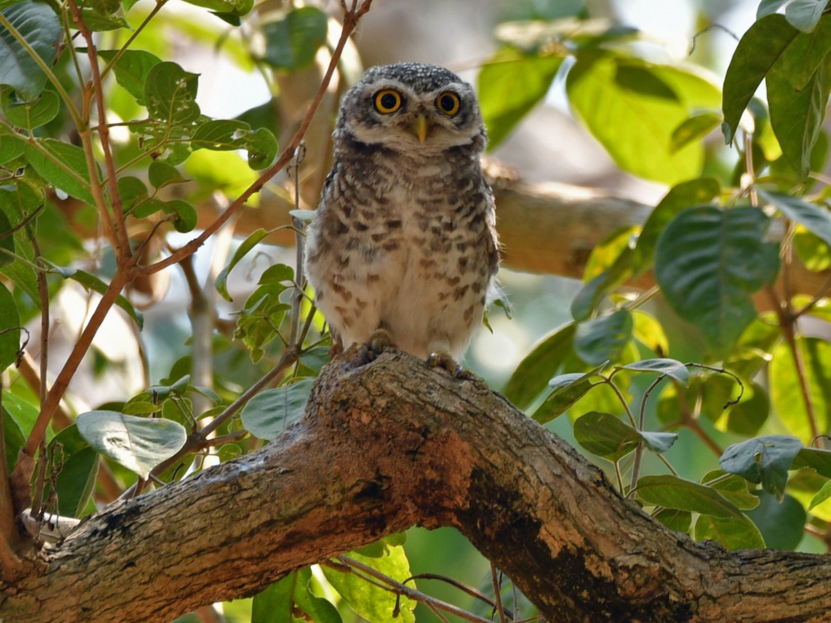 Spotted Owlet - ML617031376